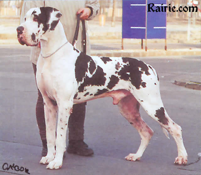 ITA.CH. Amon Dog Eros